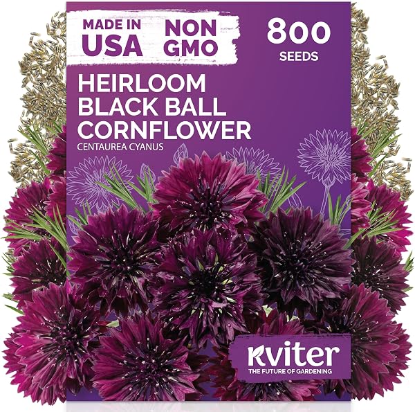 800 Black Ball Cornflower Heirloom Flower Seeds, Centaurea Cyanus